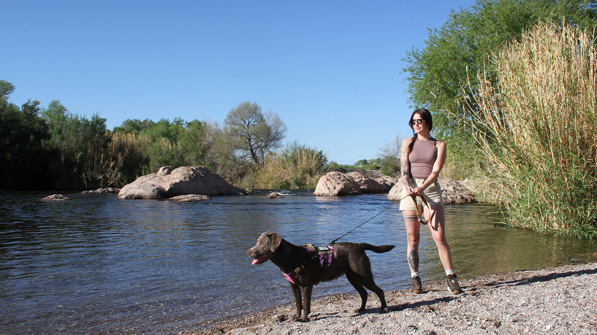 Dog Gear Built to Last