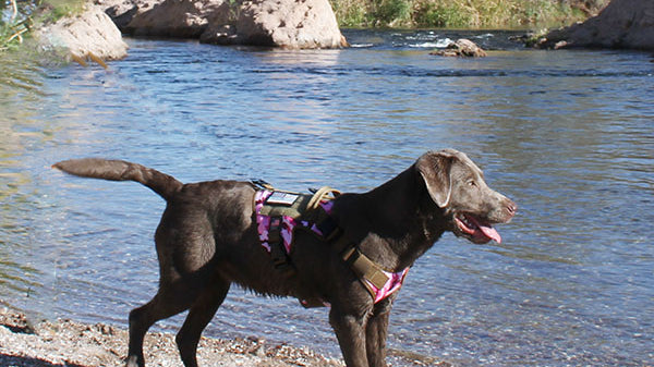 How to photograph your dog outdoors