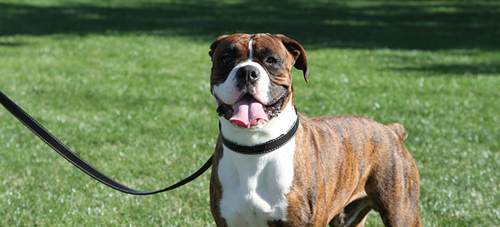 qrpets leather leashes
