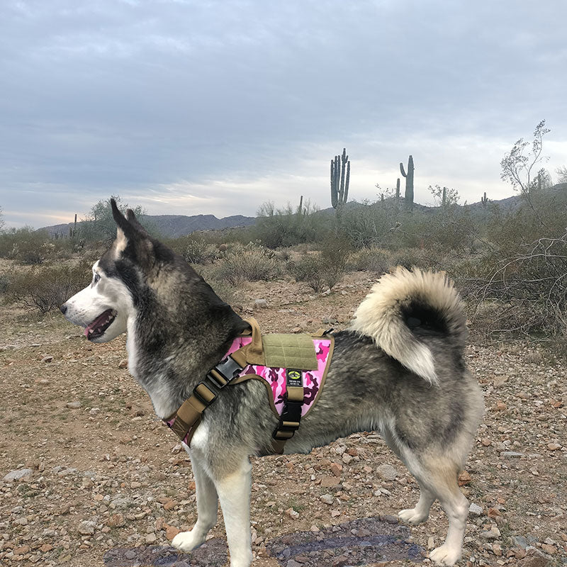 Huskey wearing IMA Girl Pink Purple Camo Tactical Dog Harness
