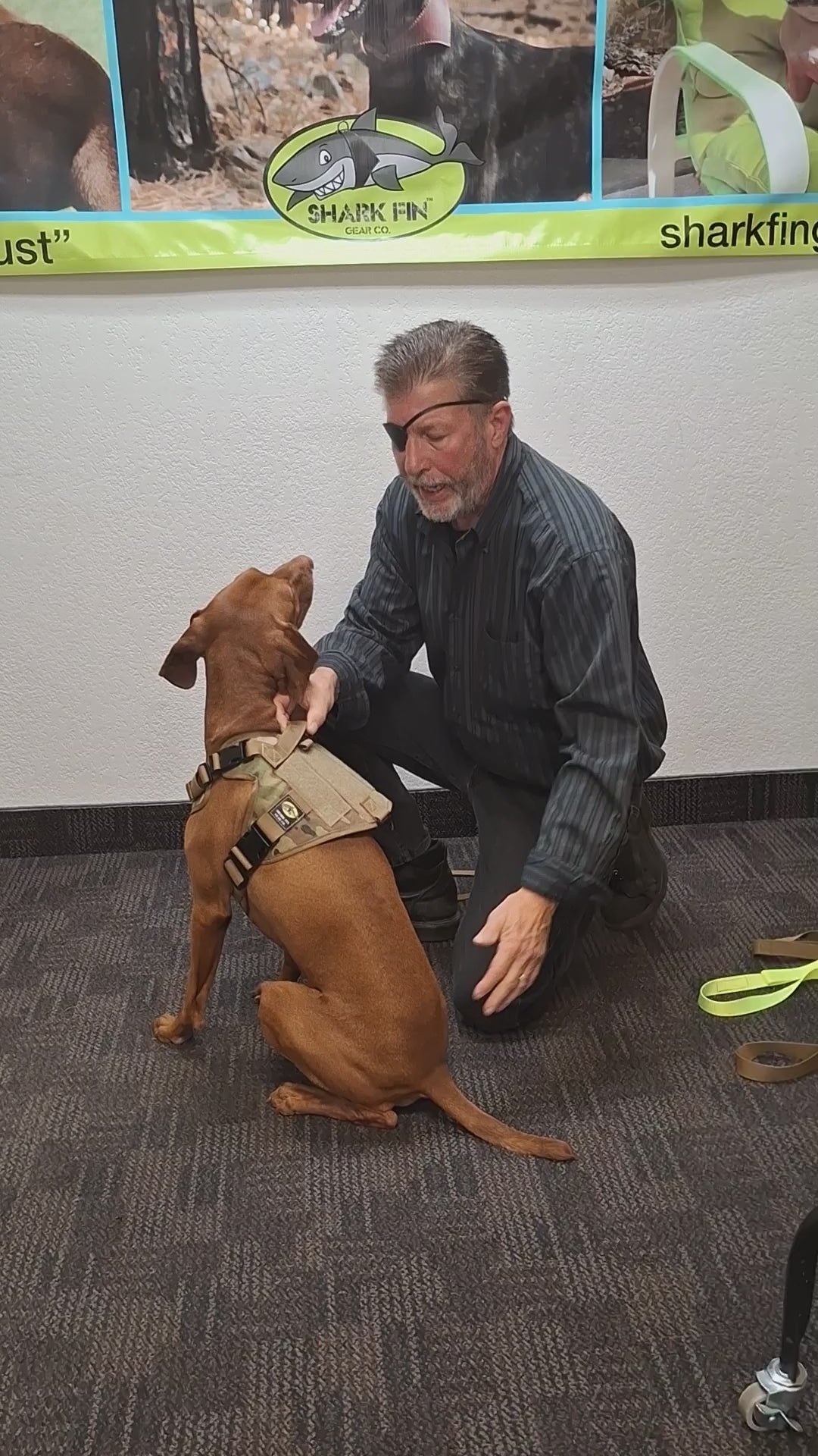 how to put on a no pull strap on small to extra small dogs