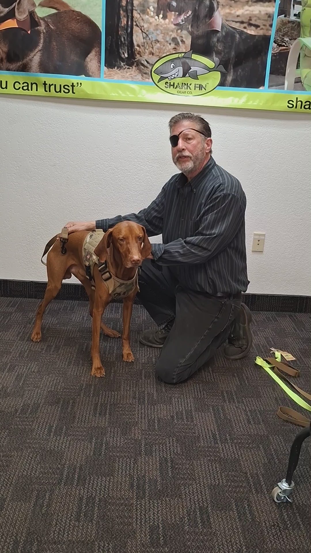 how to put on a no pull strap on medium to large dogs