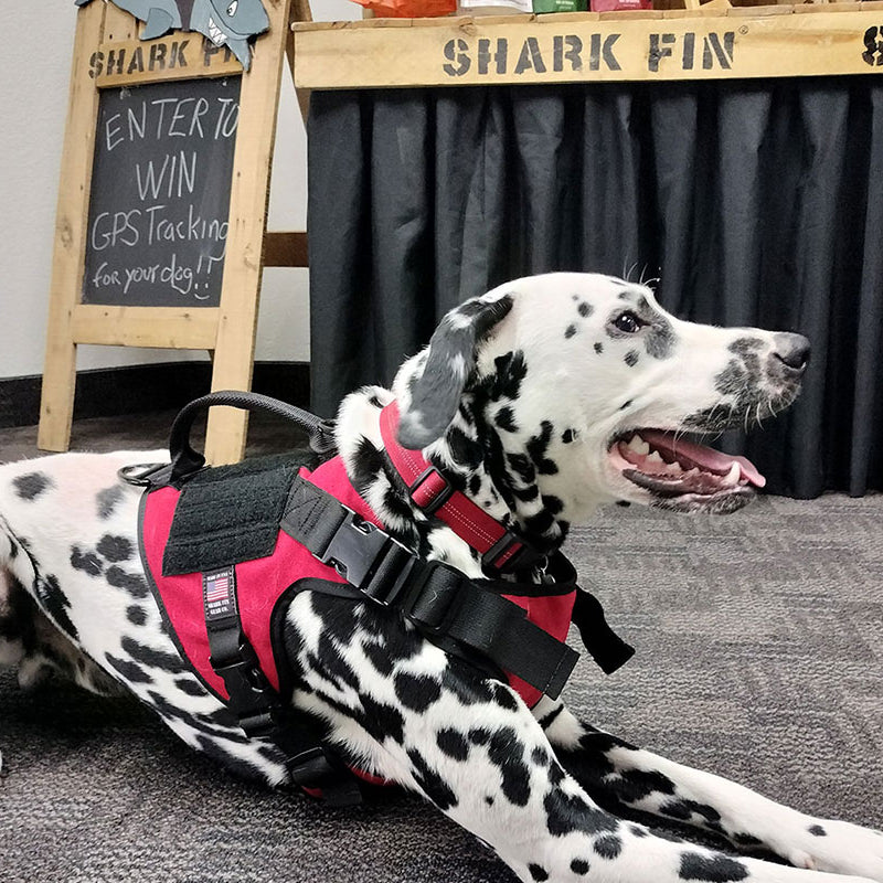 dalmation wearing service dog vest