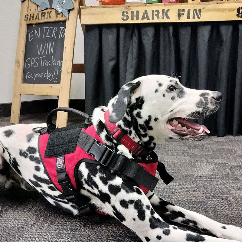 dalmation wearing service dog vest 