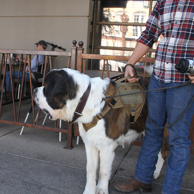 Saint Bernard wearing XXL Service Dog Vest