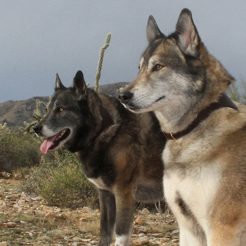 Two wolves wearing Shark Fin Collars