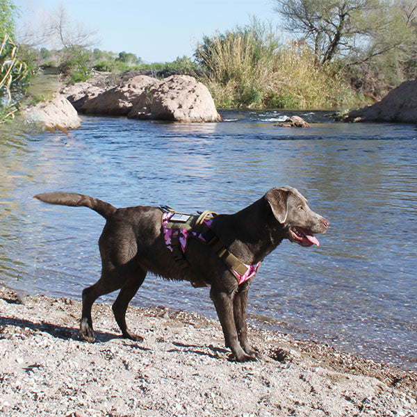 How to photograph your dog outdoors