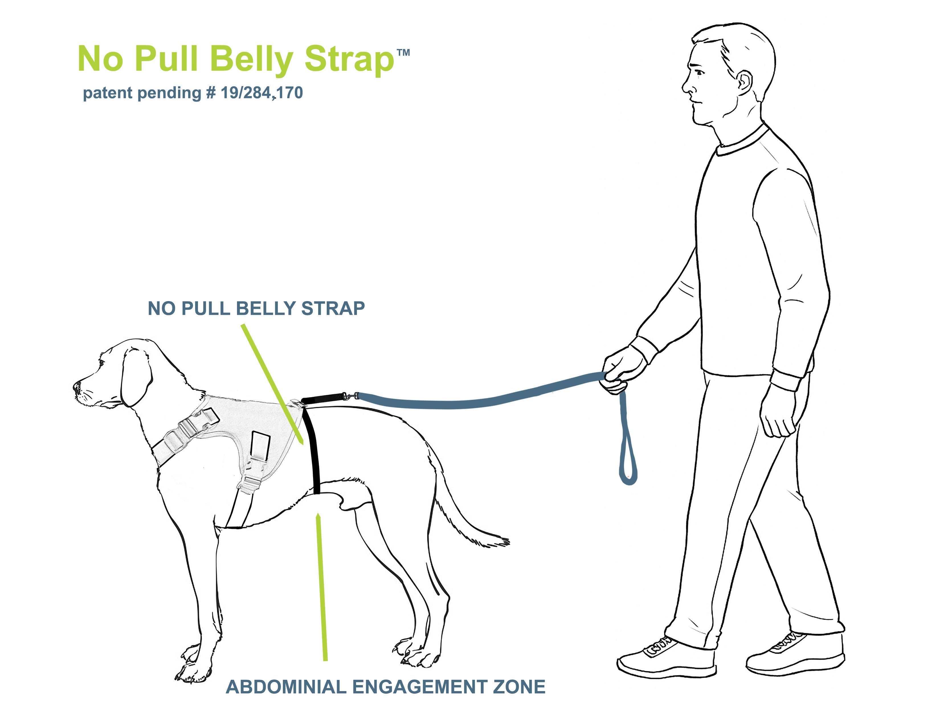 Diagram showing a dog wearing a no pull belly strap with a person walking the dog